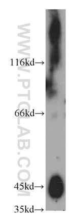 C5aR Antibody in Western Blot (WB)