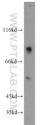 ZDHHC5 Antibody in Western Blot (WB)