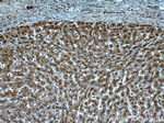 Cathepsin D Antibody in Immunohistochemistry (Paraffin) (IHC (P))