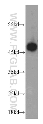 Cathepsin D Antibody in Western Blot (WB)