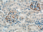 C3/C3b/C3c Antibody in Immunohistochemistry (Paraffin) (IHC (P))