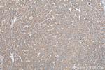 C3/C3b/C3c Antibody in Immunohistochemistry (Paraffin) (IHC (P))