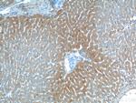 C3/C3b/C3c Antibody in Immunohistochemistry (Paraffin) (IHC (P))