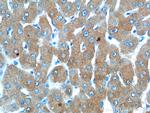 C3/C3b/C3c Antibody in Immunohistochemistry (Paraffin) (IHC (P))