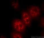 C21orf66 Antibody in Immunocytochemistry (ICC/IF)