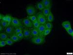 Cingulin Antibody in Immunocytochemistry (ICC/IF)