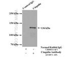 Cingulin Antibody in Immunoprecipitation (IP)