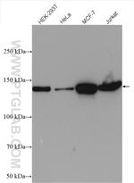 Cingulin Antibody in Western Blot (WB)