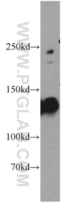 Cingulin Antibody in Western Blot (WB)