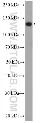 Cingulin Antibody in Western Blot (WB)