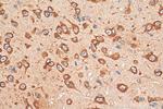 CHRNA7 Antibody in Immunohistochemistry (Paraffin) (IHC (P))