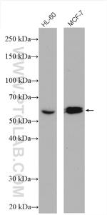 CHRNA7 Antibody in Western Blot (WB)