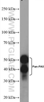 Pan-PAX Antibody in Western Blot (WB)