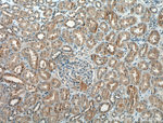 Pan-PAX Antibody in Immunohistochemistry (Paraffin) (IHC (P))