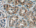 Pan-PAX Antibody in Immunohistochemistry (Paraffin) (IHC (P))