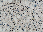 Pan-PAX Antibody in Immunohistochemistry (Paraffin) (IHC (P))