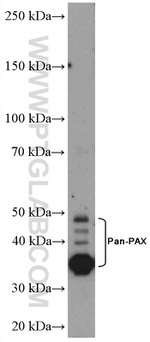 Pan-PAX Antibody in Western Blot (WB)