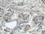 KIAA1602 Antibody in Immunohistochemistry (Paraffin) (IHC (P))