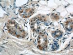 KIAA1602 Antibody in Immunohistochemistry (Paraffin) (IHC (P))