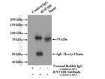 RNF168 Antibody in Immunoprecipitation (IP)