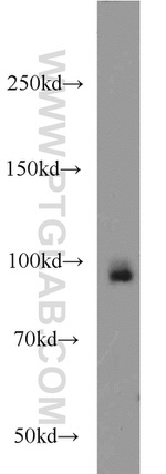 UHRF1 Antibody in Western Blot (WB)