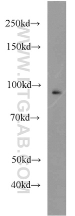 UHRF1 Antibody in Western Blot (WB)