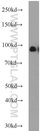 UHRF1 Antibody in Western Blot (WB)