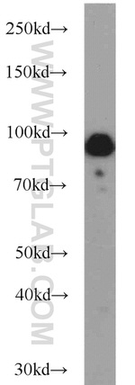 UHRF1 Antibody in Western Blot (WB)