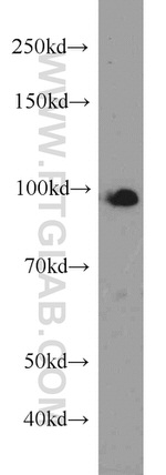 UHRF1 Antibody in Western Blot (WB)