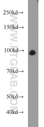 UHRF1 Antibody in Western Blot (WB)