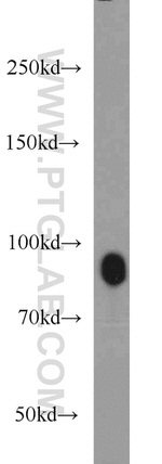 UHRF1 Antibody in Western Blot (WB)