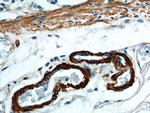 SMMHC Antibody in Immunohistochemistry (Paraffin) (IHC (P))