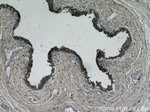 PLA2G4F Antibody in Immunohistochemistry (Paraffin) (IHC (P))