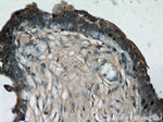 PLA2G4F Antibody in Immunohistochemistry (Paraffin) (IHC (P))