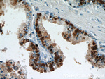 PLA2G4F Antibody in Immunohistochemistry (Paraffin) (IHC (P))