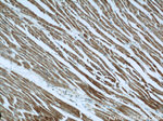 INPP5J Antibody in Immunohistochemistry (Paraffin) (IHC (P))