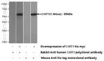 CHIT1 Antibody in Western Blot (WB)