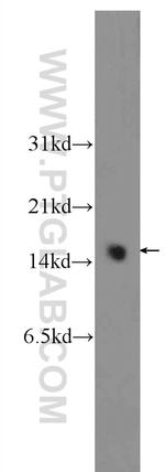 PEA15 Antibody in Western Blot (WB)