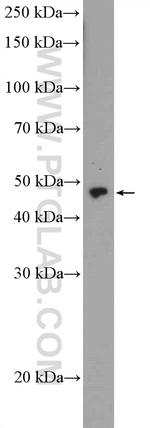 ZNF232 Antibody in Western Blot (WB)