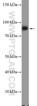 XRCC1 Antibody in Western Blot (WB)