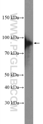 XRCC1 Antibody in Western Blot (WB)