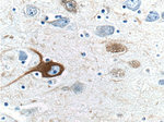 NF-H Antibody in Immunohistochemistry (Paraffin) (IHC (P))