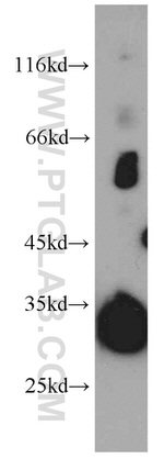 KIAA0513 Antibody in Western Blot (WB)