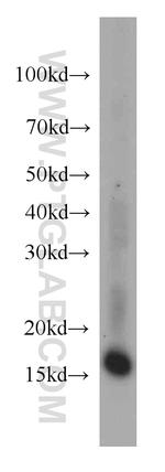 PLP2 Antibody in Western Blot (WB)