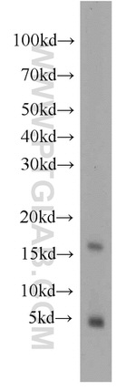 PLP2 Antibody in Western Blot (WB)