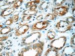 IFIT1L Antibody in Immunohistochemistry (Paraffin) (IHC (P))