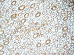 IFIT1L Antibody in Immunohistochemistry (Paraffin) (IHC (P))