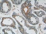 IFIT1L Antibody in Immunohistochemistry (Paraffin) (IHC (P))