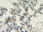 CHIA Antibody in Immunohistochemistry (Paraffin) (IHC (P))