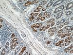 CHIA Antibody in Immunohistochemistry (Paraffin) (IHC (P))